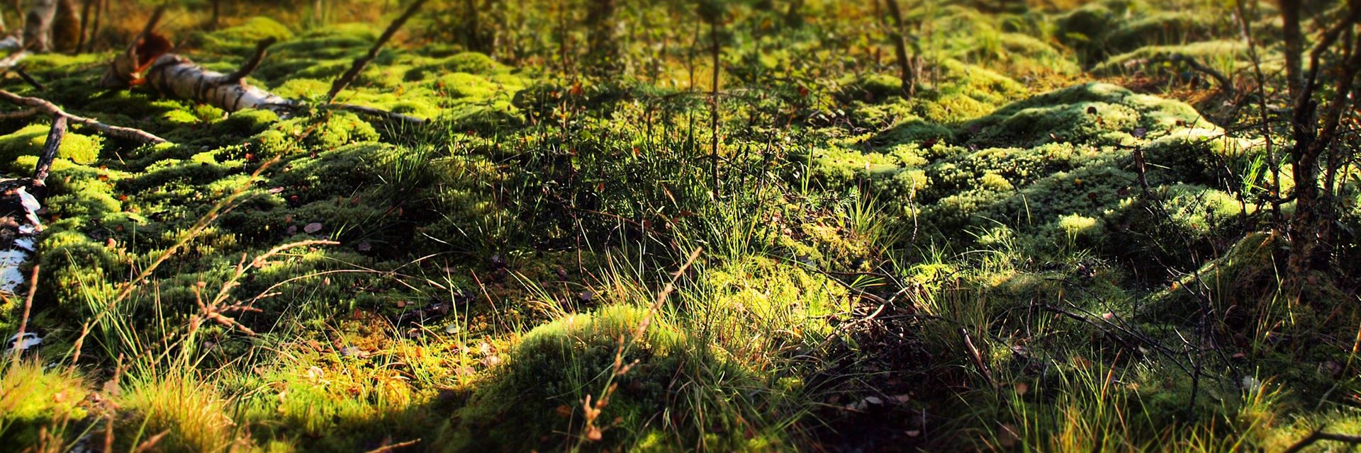 Schwenninger Moos
