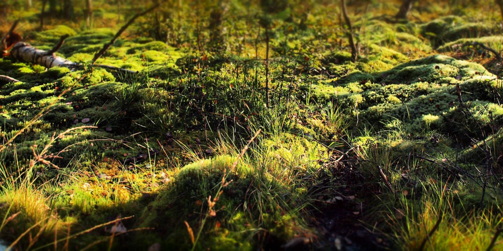 Schwenninger Moos