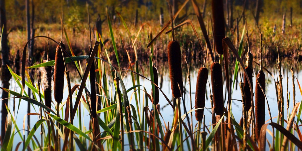 Schwenninger Moos